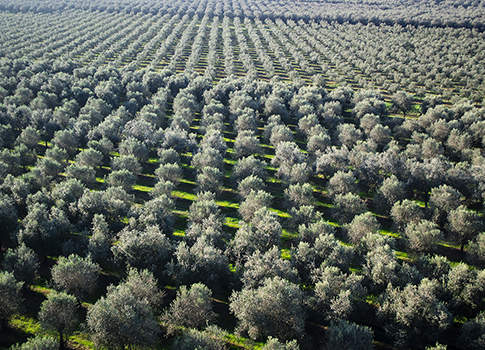 droni per olivicoltura