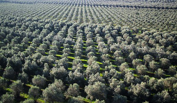 droni per olivicoltura