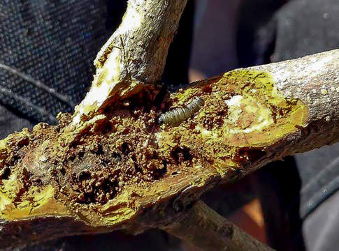 Euzophera larva