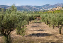 produzione olio di oliva in europa