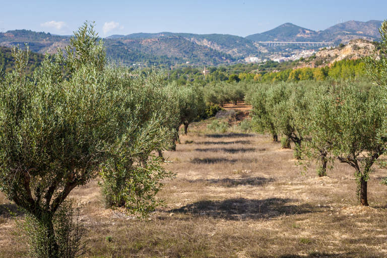 produzione olio di oliva in europa
