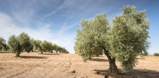 stress termico olivo