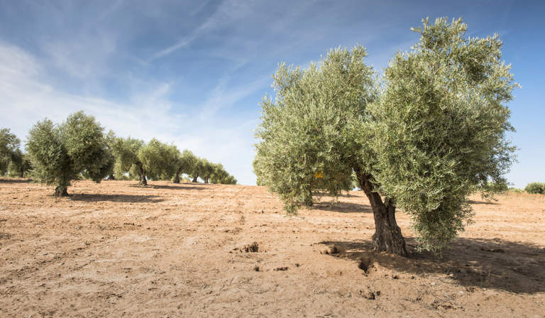 stress termico olivo