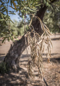 ramo di olivo affetto da xylella