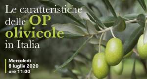 OP olivicole