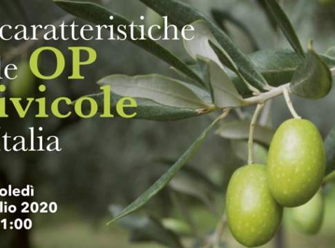 OP olivicole