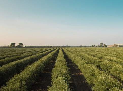 olivicoltura sostenibile