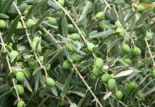 benefici foglie di olivo