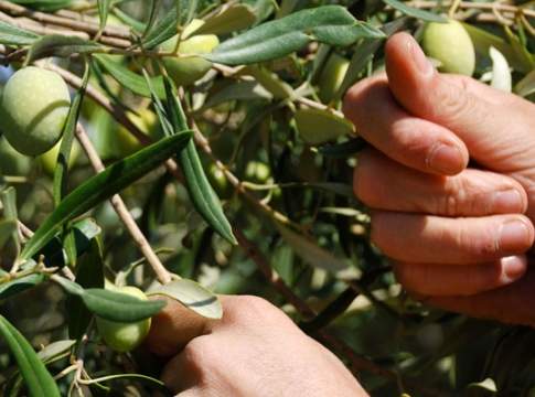 raccolta olive 2020