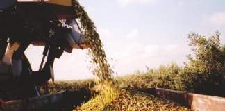 produzione olio di oliva