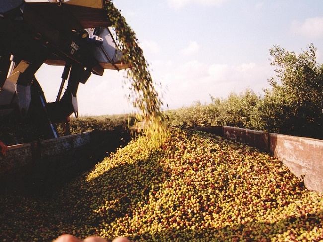 produzione olio di oliva