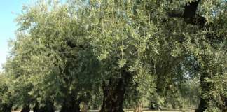 olive peranzana
