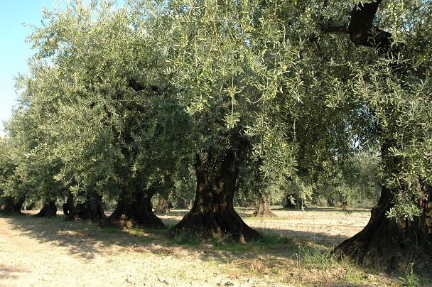 olive peranzana