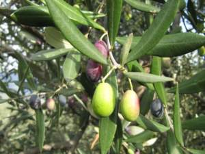 olive casaliva