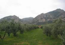 associazione olivicoltori sardi