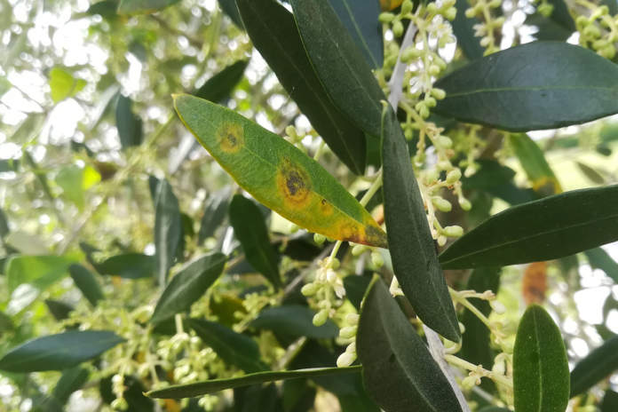fitofarmaci per olivo