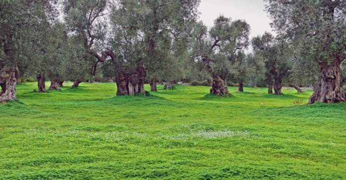 xylella olivi secolari