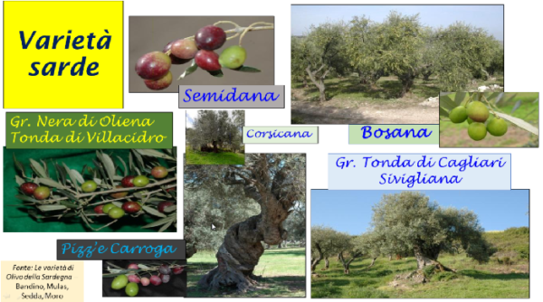 olivo varietà minori sarde