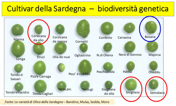 biodiversità olivo varietà minori sarde