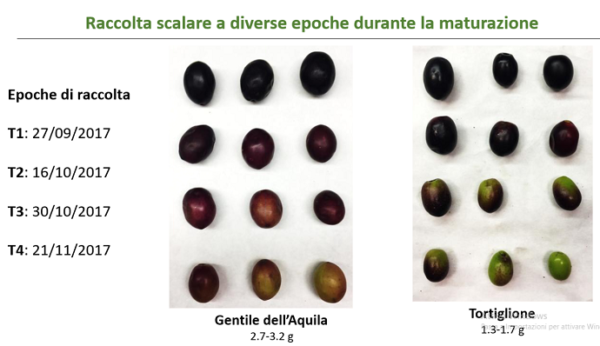 olive varietà minori abruzzesi
