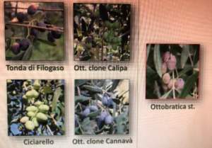 olivo varietà minori calabresi