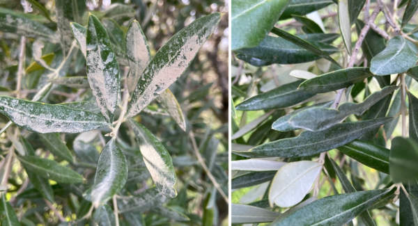 trattamento con zeolite su foglie di olivo contro cercosporiosi