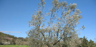 chioma dell'olivo