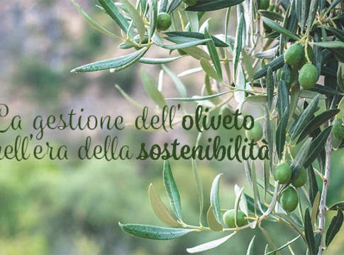 innovazione in olivicoltura