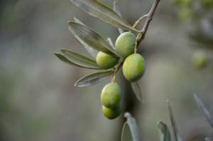 Coroncina olive