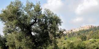 biodiversità olivicola marche