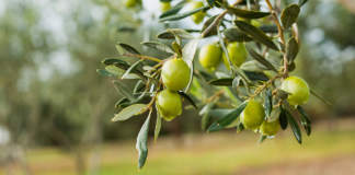 irrigazione di precisione olivo