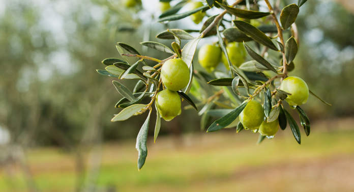irrigazione di precisione olivo