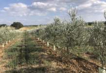 gestione suolo olivicoltura