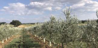 gestione suolo olivicoltura