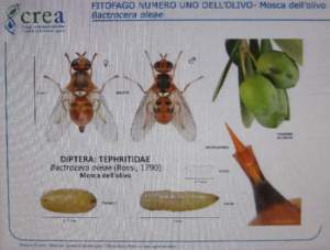 mosca olive