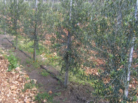 sansa di olive
