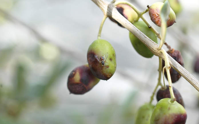 mosca delle olive rimedi