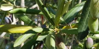 olivicoltura siccità