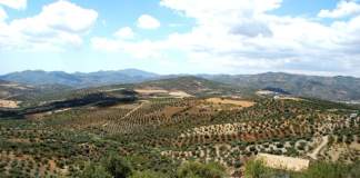 Spagna olio oliva