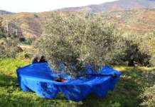 annata olivicolo-olearia 2021