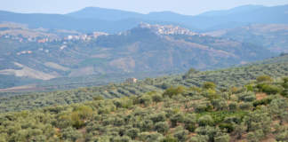 olivicoltura basilicata