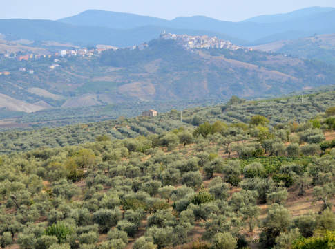olivicoltura basilicata