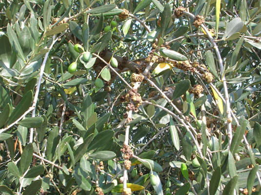 Grave attacco di rogna dell’olivo sulle branche principali