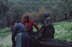 donne in olivicoltura