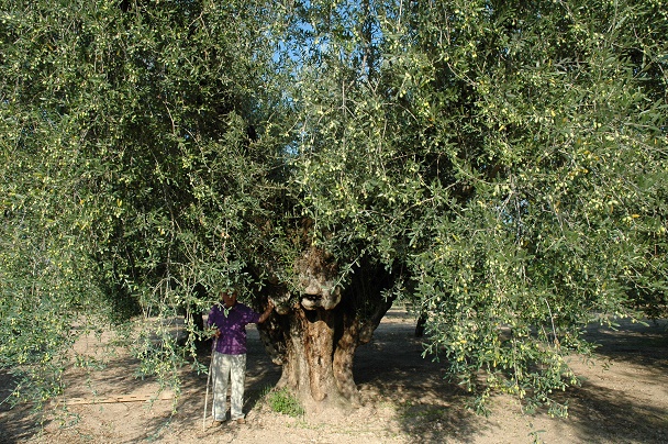 oliva peranzana