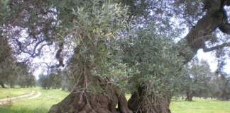 giornata mondiale olivo