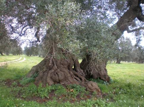 giornata mondiale olivo