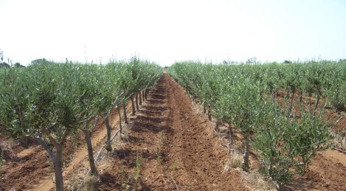 Webinar “Innovazioni nel vivaismo per il rilancio dell’olivicoltura nazionale”