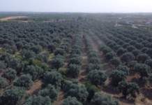 olivicoltura piana sibari