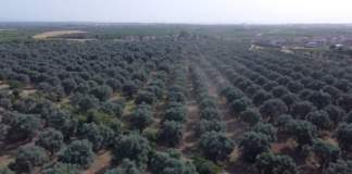 olivicoltura piana sibari